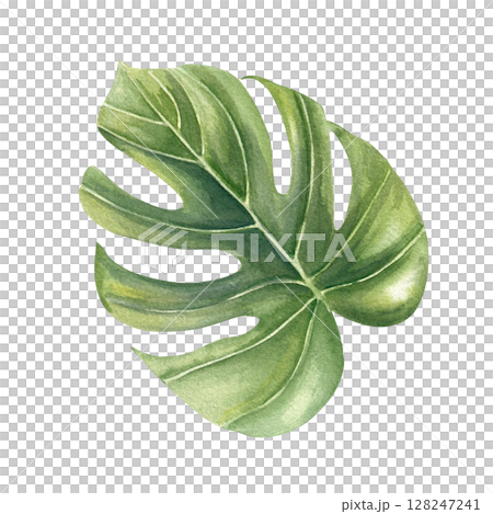 Green watercolor monstera leaf with intricate veins sketch isolated background. Hand painted tropical houseplant creeper leaf illustration for tropical decor, botanical branding, nature designs 128247241
