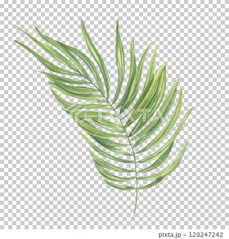Lush realistic tropical palm leaves swaying in the wind watercolor hand drawn illustration isolated background. Exotic jungle floral element for beach decor, exotic party invitation, greeting card 128247242
