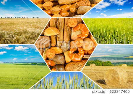 Collage with different types bread and agricultural fields with young and ripe wheat. Collage with different types bread and agricultural fields with young and ripe wheat. 128247400