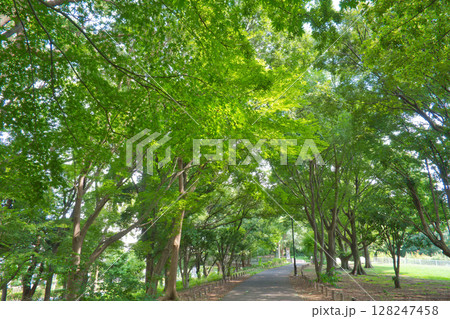 緑に囲まれた道 芝生のある公園 緑に囲まれた道 芝生のある公園 128247458