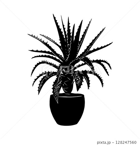 Aloe vera plant depicted in a black silhouette style, set against a white background 128247560