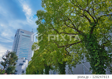 街路樹のあるオフィス街の風景 街路樹のあるオフィス街の風景 128247813