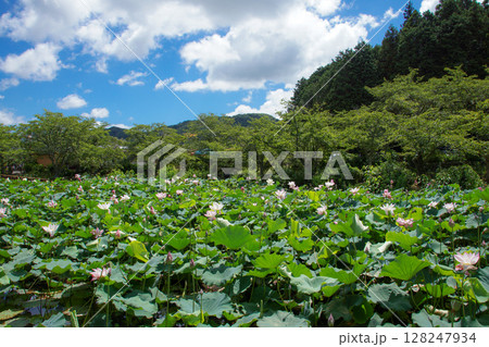 青空のもと一面に咲く蓮の花(下関市・東行庵2024年) 青空のもと一面に咲く蓮の花(下関市・東行庵2024年) 128247934