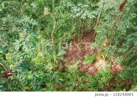 Photo of a rainforest in Borneo, Sabah, Malaysia. 128248065