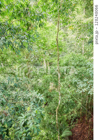 Photo of a rainforest in Borneo, Sabah, Malaysia. 128248066