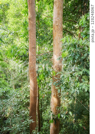 Photo of a rainforest in Borneo, Sabah, Malaysia. 128248067