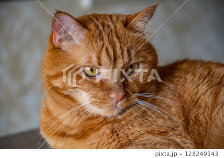 Portrait of red tabby cat proudly posing 128249143