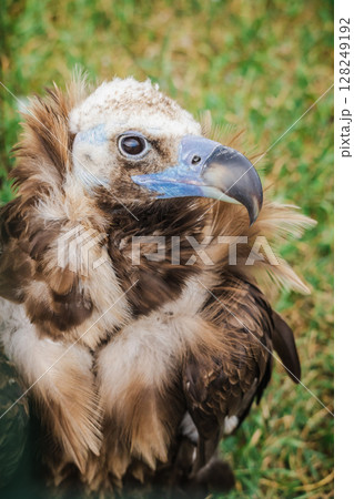 Cinereous vulture sits on grass with ruffled feathers and curved beak, gazing to the side in a calm and alert pose Cinereous vulture sits on grass with ruffled feathers and curved beak, gazing to the side in a calm and alert pose 128249192