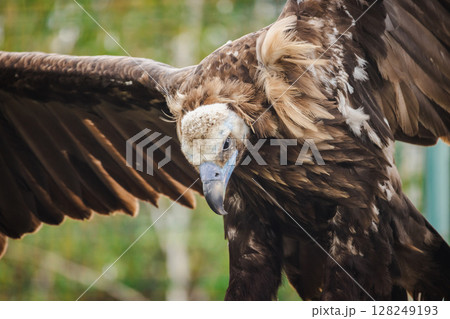 Close-up of a cinereous vulture with wings spread wide, showing its powerful build, sharp beak, and detailed brown feathers Close-up of a cinereous vulture with wings spread wide, showing its powerful build, sharp beak, and detailed brown feathers 128249193