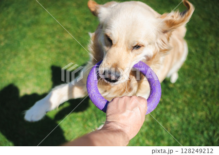 Golden Retriever dog enthusiastically playing tug-of-war with owner using a purple ring toy outdoors on grass Golden Retriever dog enthusiastically playing tug-of-war with owner using a purple ring toy outdoors on grass 128249212