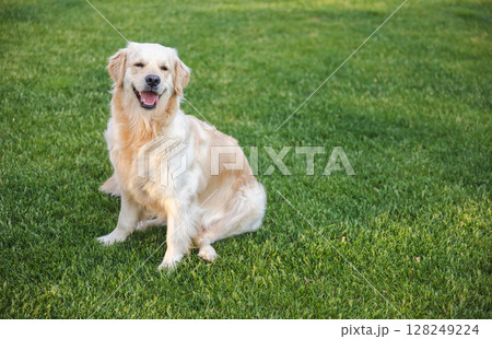 Golden retriever sitting on well-maintained green grass, looking content and smiling with mouth open. 128249224
