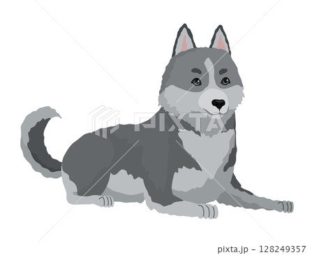 Cute gray wolf pose. Cartoon character of dangerous mammalian animal. Vector flat illustration isolated on white background Cute gray wolf pose. Cartoon character of dangerous mammalian animal. Vector flat illustration isolated on white background 128249357