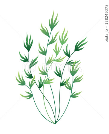 Seaweed and corals isolated on white background. Underwater algae. Aquarium plant. Vector marine life. Vector isolated corals and algae. Underwater flora 128249378