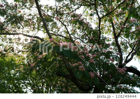 ネムノキの花 ネムノキの花 128249444