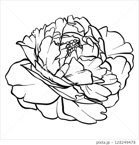 Peony vector flower illustration. Plant drawing in line art style. flower sketch painted by black inks. Graphics hand drawn outline element. Line Art Peony vector flower illustration. Plant drawing in line art style. flower sketch painted by black inks. Graphics hand drawn outline element. Line Art 128249478