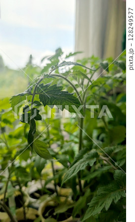 Young tomato seedlings in natural light, close-up of green leaves and stems for farming, gardening, or eco themes 128249577