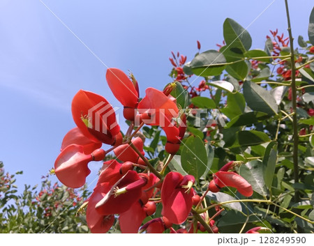 晴天の下で咲くアメリカデイゴの赤い花と青空のコントラスト 128249590