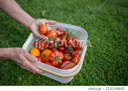 Woman farmer hand holding harvested homegrown tomatoes, closeup. Organic farming Woman farmer hand holding harvested homegrown tomatoes, closeup. Organic farming 128249682