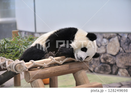 遊具の上でお休み中の永浜 128249698