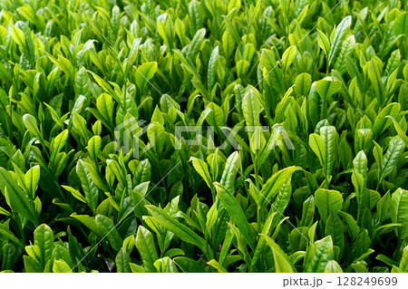 5月初め、八十八夜の茶畑 5月初め、八十八夜の茶畑 128249699