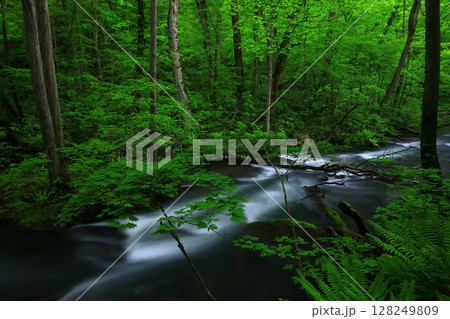緑の中を流れる清流 128249809