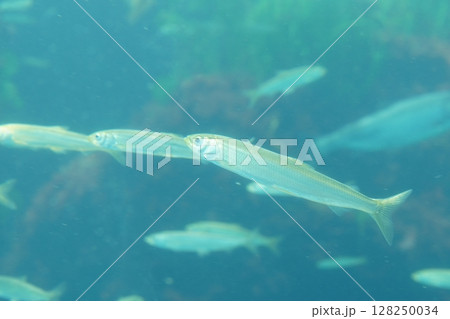 水槽を泳ぐ鰯 水槽を泳ぐ鰯 128250034