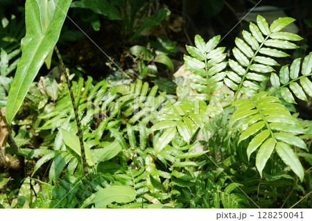 シダの葉が生い茂る風景 128250041