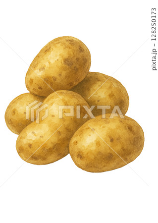 じゃがいも束の水彩イラスト 128250173