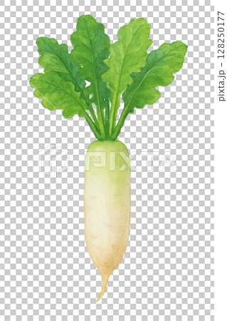 大根と青葉の水彩イラスト 128250177