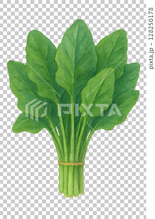 束ねたほうれん草の水彩イラスト 128250178