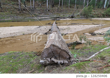 A fallen tree in the Capertee River in the Wollemi National Park 128250406
