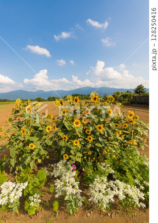 ひまわりと青空（大分県竹田市） 128250416