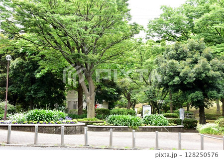 横浜市神奈川区　三ツ沢公園桜山付近の新緑 128250576