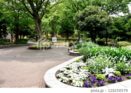 横浜市神奈川区　三ツ沢公園桜山付近の新緑と花壇 128250579