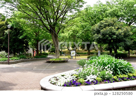 横浜市神奈川区 三ツ沢公園桜山付近の新緑と花壇 横浜市神奈川区 三ツ沢公園桜山付近の新緑と花壇 128250580