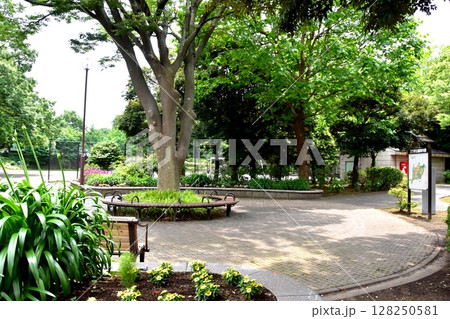 横浜市神奈川区 三ツ沢公園桜山付近の新緑と花壇 横浜市神奈川区 三ツ沢公園桜山付近の新緑と花壇 128250581