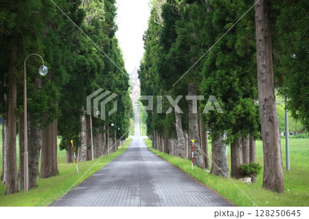 並木の直線道路の風景_トラピスト 128250645