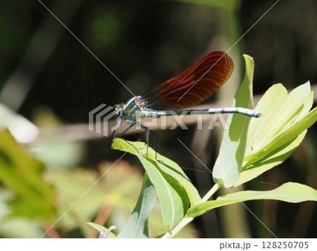 イトトンボ（2021年7月新潟県阿賀町） 128250705