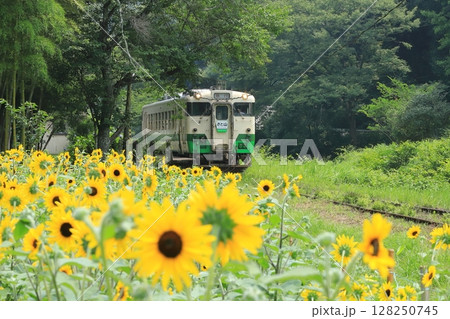 小湊鐵道「上総大久保駅のひまわり畑と急行さと山号」 128250745