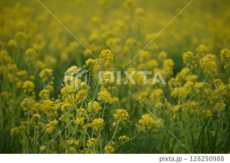 長崎　自然干陸地フラワーゾーン　菜の花 128250988