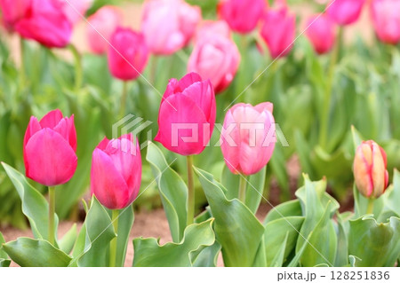 チューリップの花 128251836