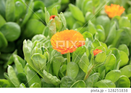 キンセンカの花 128251838