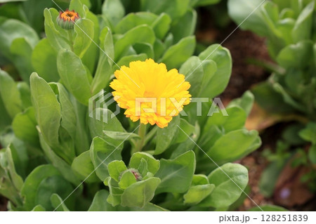 キンセンカの花 128251839