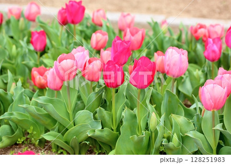 チューリップの花 128251983