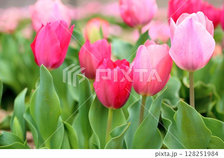 チューリップの花 128251984