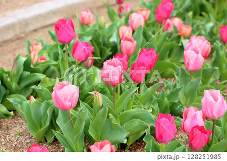 チューリップの花 128251985