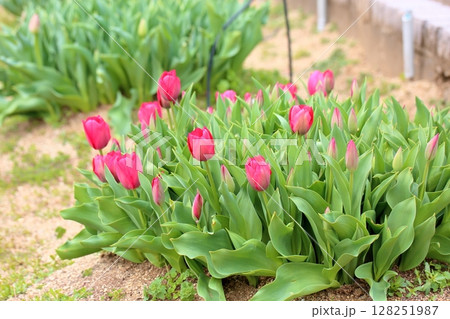 チューリップの花 チューリップの花 128251987