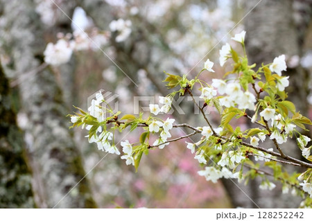 オオシマザクラの花 オオシマザクラの花 128252242