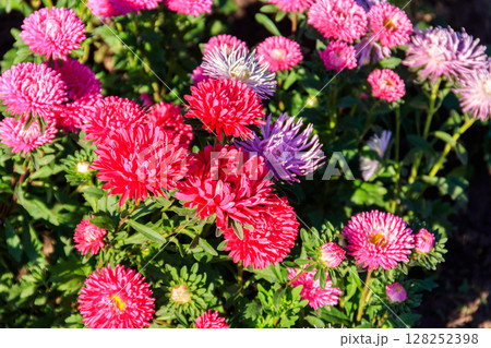 Multicolored asters on flower bed in the garden Multicolored asters on flower bed in the garden 128252398