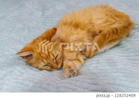 Ginger cat on a bed at home Ginger cat on a bed at home 128252409